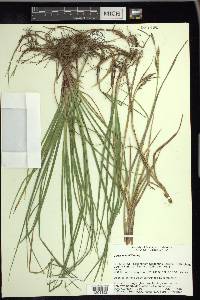 Carex meadii image