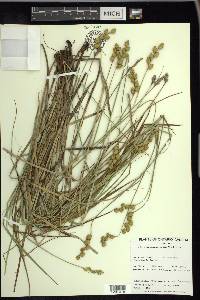 Carex merritt-fernaldii image