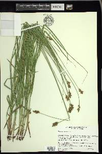 Carex oronensis image