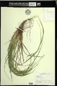 Carex planispicata image