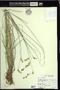 Carex foenea image