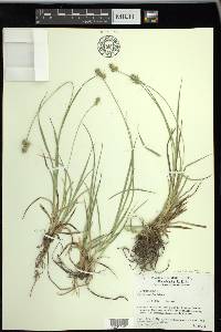 Carex austrina image