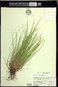 Carex novae-angliae image