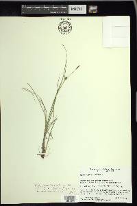 Carex rotundata image