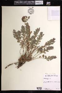 Rhodiola rosea image