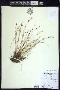 Juncus alpinoarticulatus image