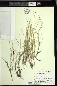 Carex subspathacea image