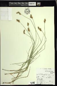 Carex brevior image