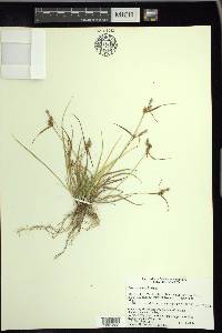 Carex cryptolepis image