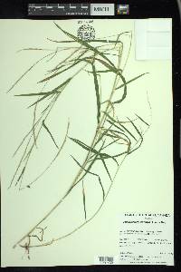 Muhlenbergia sylvatica image