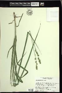 Carex sparganioides image