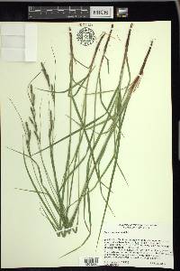 Carex virescens image