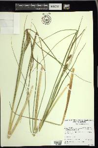 Carex rostrata image