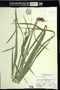 Carex scabrata image