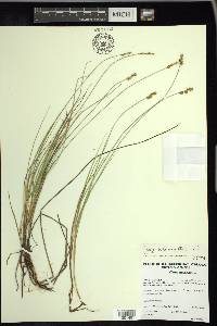 Carex heleonastes image