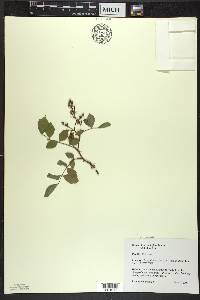 Rosa multiflora image