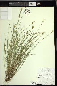 Carex echinata image