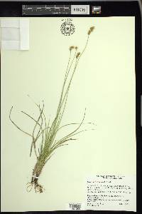 Carex merritt-fernaldii image