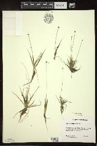 Eriocaulon aquaticum image