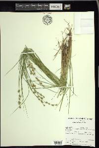 Carex echinata image