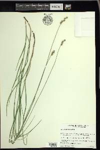 Carex festucacea image