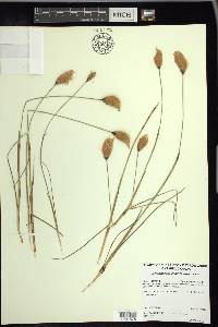 Eriophorum chamissonis image