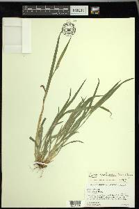 Carex kraliana image