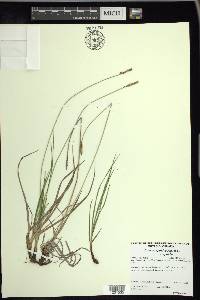 Carex scirpoidea subsp. scirpoidea image