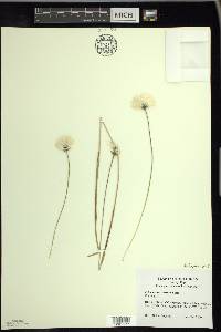 Eriophorum vaginatum image