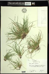 Carex tonsa image