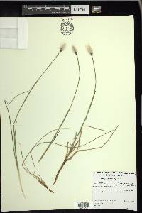 Eriophorum vaginatum image