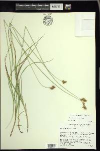 Carex tincta image