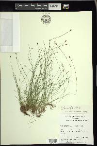 Eleocharis ovata image