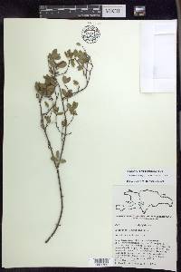 Niedenzuella sericea image