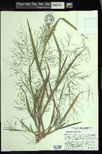 Panicum tuckermanii image