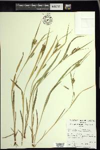 Carex granularis var. haleana image