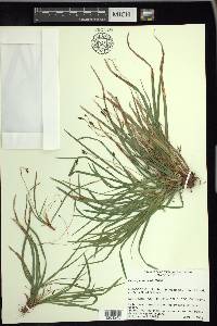 Carex pedunculata image