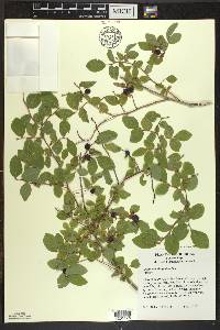 Vaccinium ovalifolium image