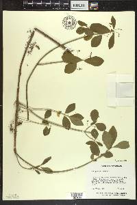 Euonymus obovatus image