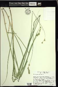 Carex argyrantha image