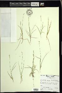 Carex disperma image