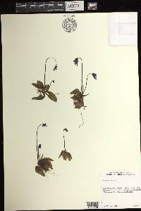 Pinguicula vulgaris image