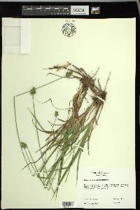 Carex mesochorea image