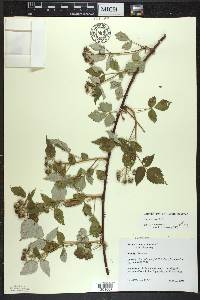 Rubus occidentalis image