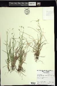 Carex capillaris image