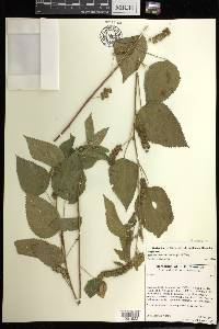 Acalypha lovelandii image