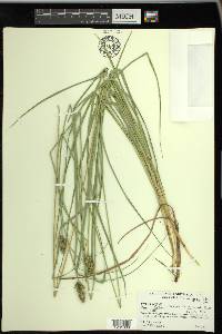 Carex muehlenbergii var. enervis image