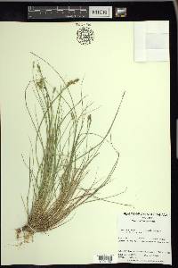 Carex echinata image