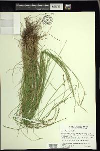 Carex bromoides image