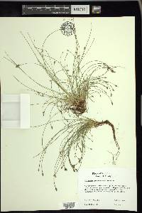 Eleocharis intermedia image